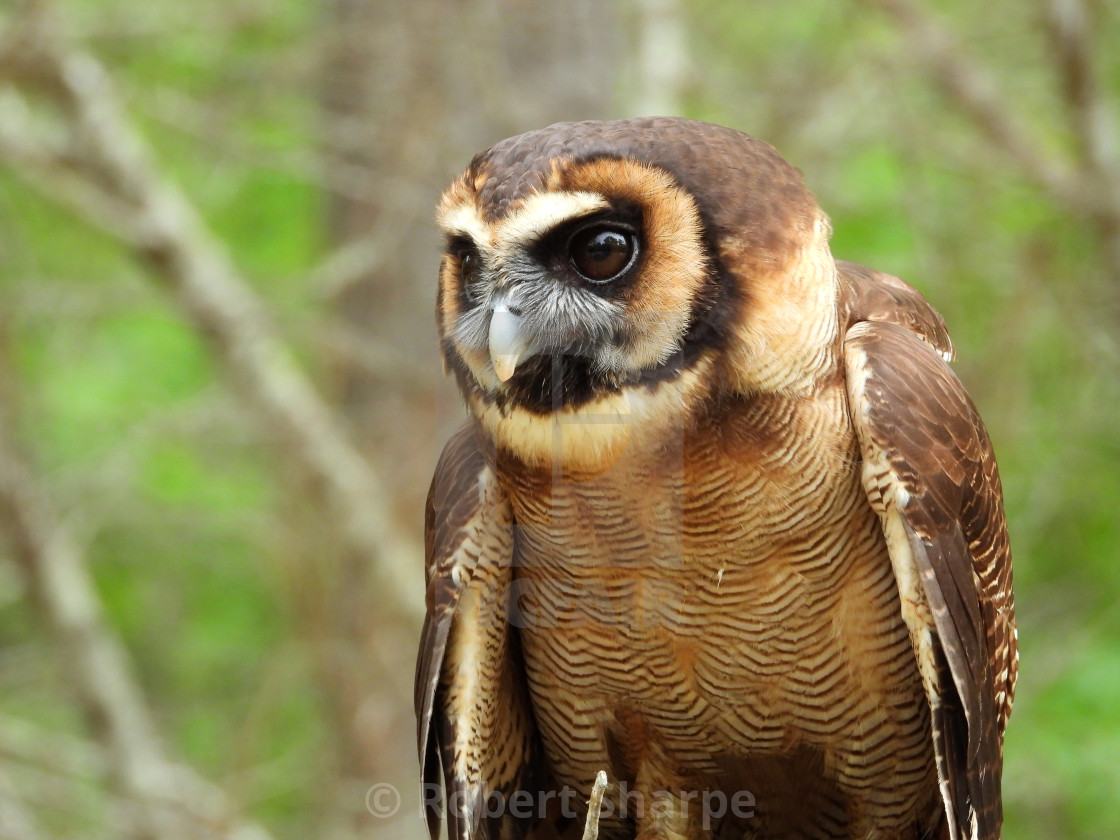 "Birds of Prey Series – Brown Wood Owl VI" by Robert Sharpe - $12.34 "Birds of Prey Series – Brown Wood Owl VI" stock image