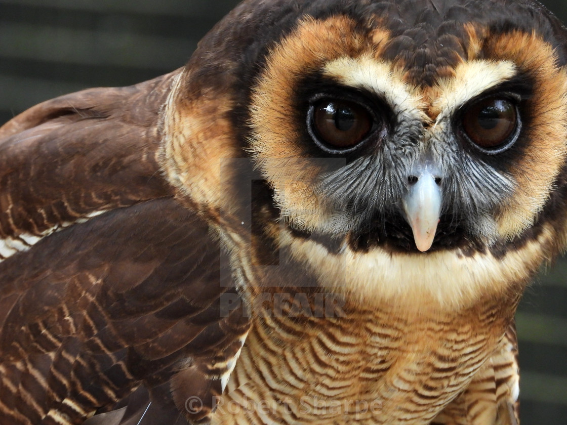 "Birds of Prey Series – Brown Wood Owl VII" by Robert Sharpe - $12.34 "Birds of Prey Series – Brown Wood Owl VII" stock image