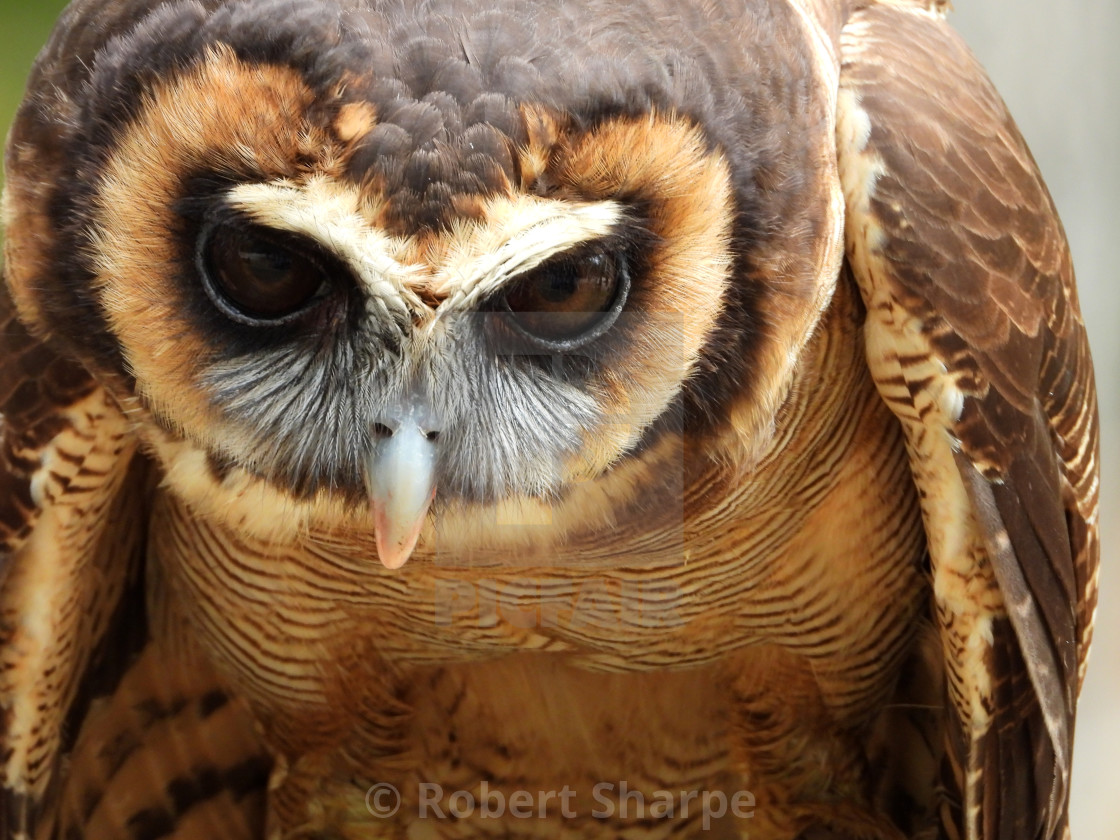 "Birds of Prey Series – Brown Wood Owl VIII" by Robert Sharpe - $12.34 "Birds of Prey Series – Brown Wood Owl VIII" stock image