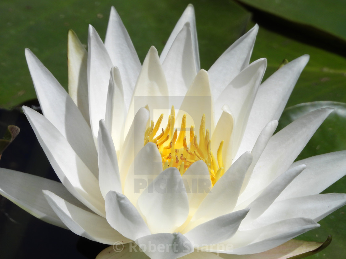 "White Waterlilies - Image 4" by Robert Sharpe - $12.43 "White Waterlilies - Image 4" stock image