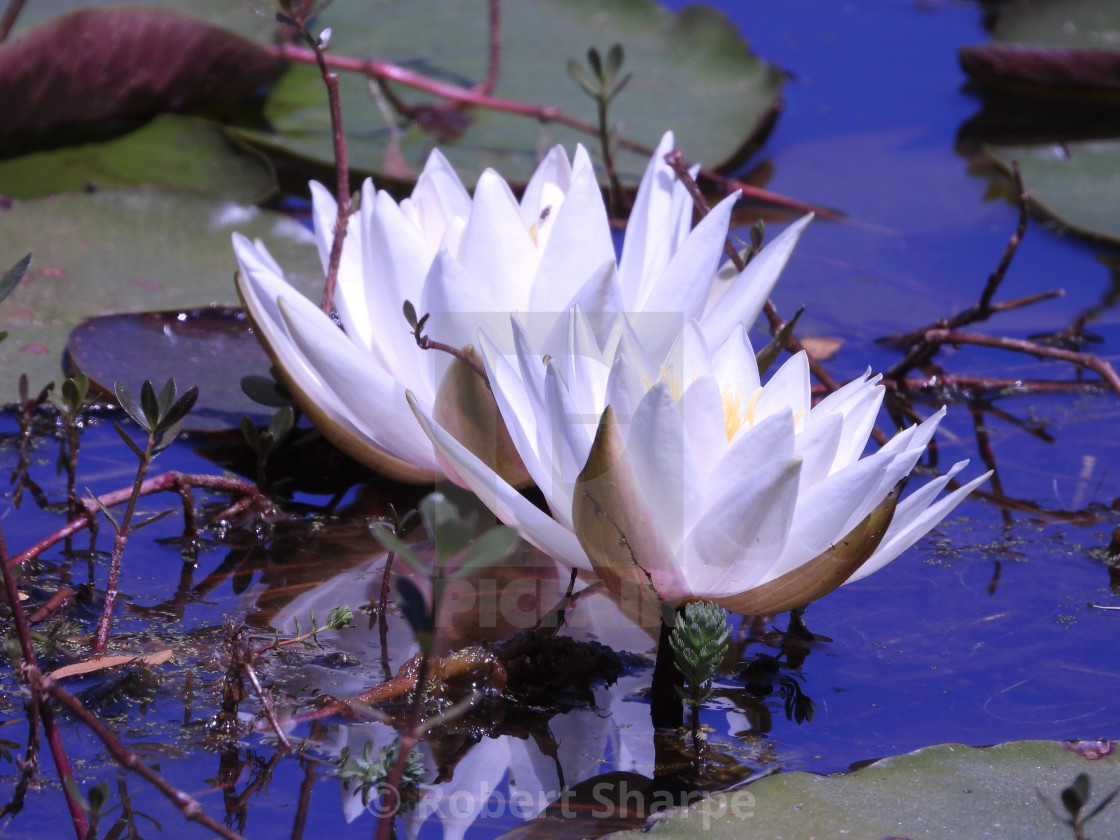"White Waterlilies - Image 15" by Robert Sharpe - $12.42 "White Waterlilies - Image 15" stock image