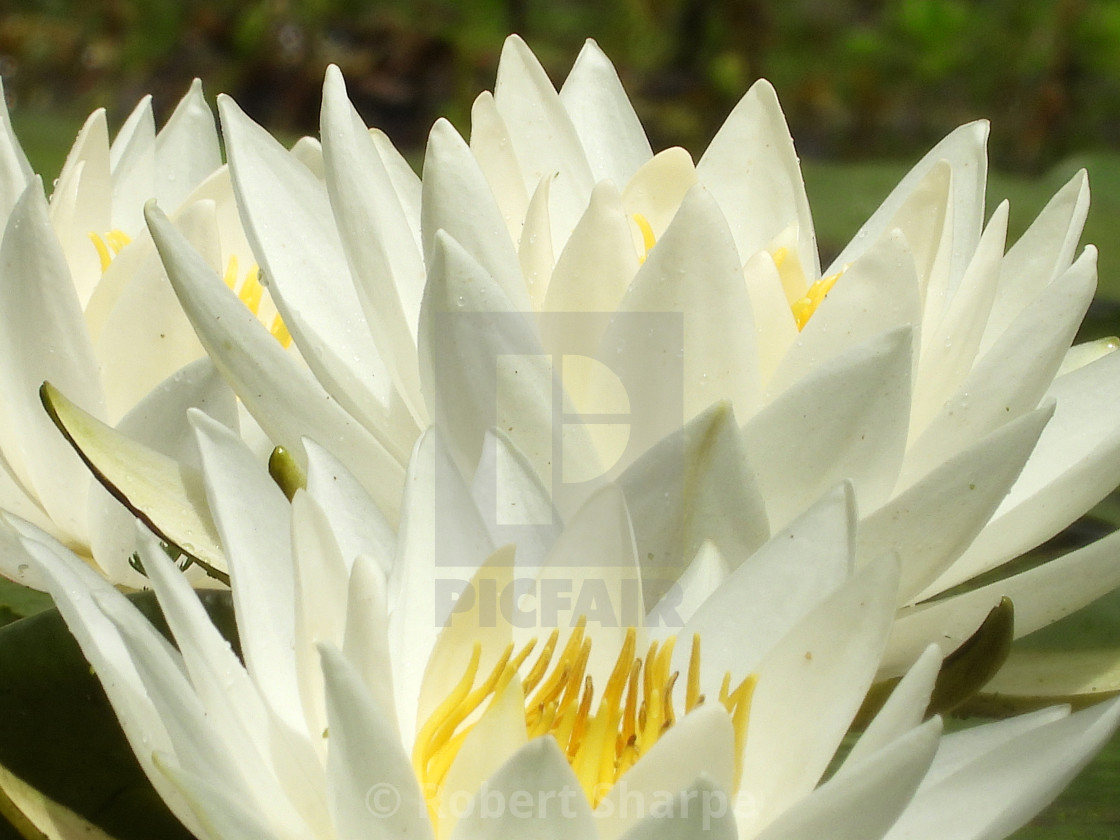 "White Waterlilies - Image 1" by Robert Sharpe - $12.42 "White Waterlilies - Image 1" stock image