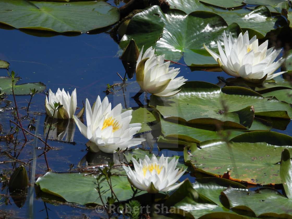 "White Waterlilies - Image 3" stock image