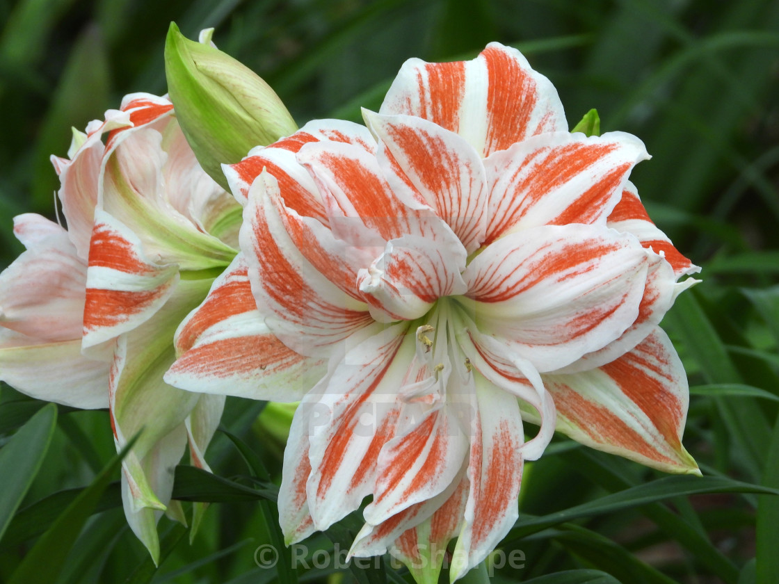 "Red and White Striped Amaryllis I" by Robert Sharpe - $12.43 "Red and White Striped Amaryllis I" stock image