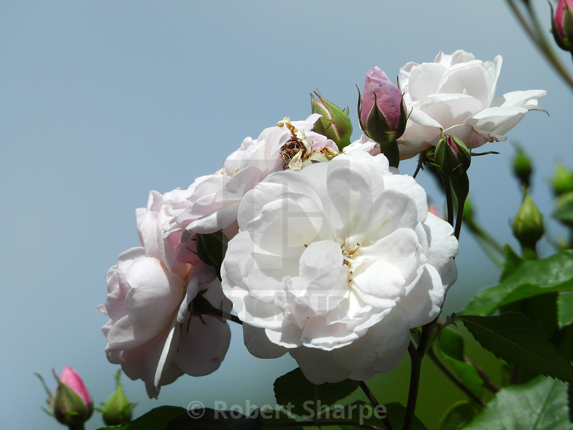 "White Roses and Blue Sky" by Robert Sharpe - $12.34 "White Roses and Blue Sky" stock image