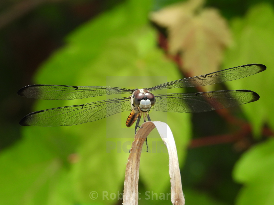 "Dragonfly against leafy background" by Robert Sharpe - $12.44 "Dragonfly against leafy background" stock image