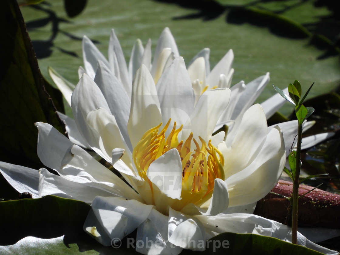 "White Waterlilies - Image 17" by Robert Sharpe - $12.43 "White Waterlilies - Image 17" stock image