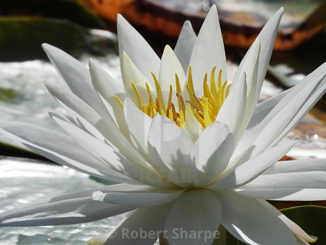 "White Waterlilies - Image 18" by Robert Sharpe - $12.44 "White Waterlilies - Image 18" stock image