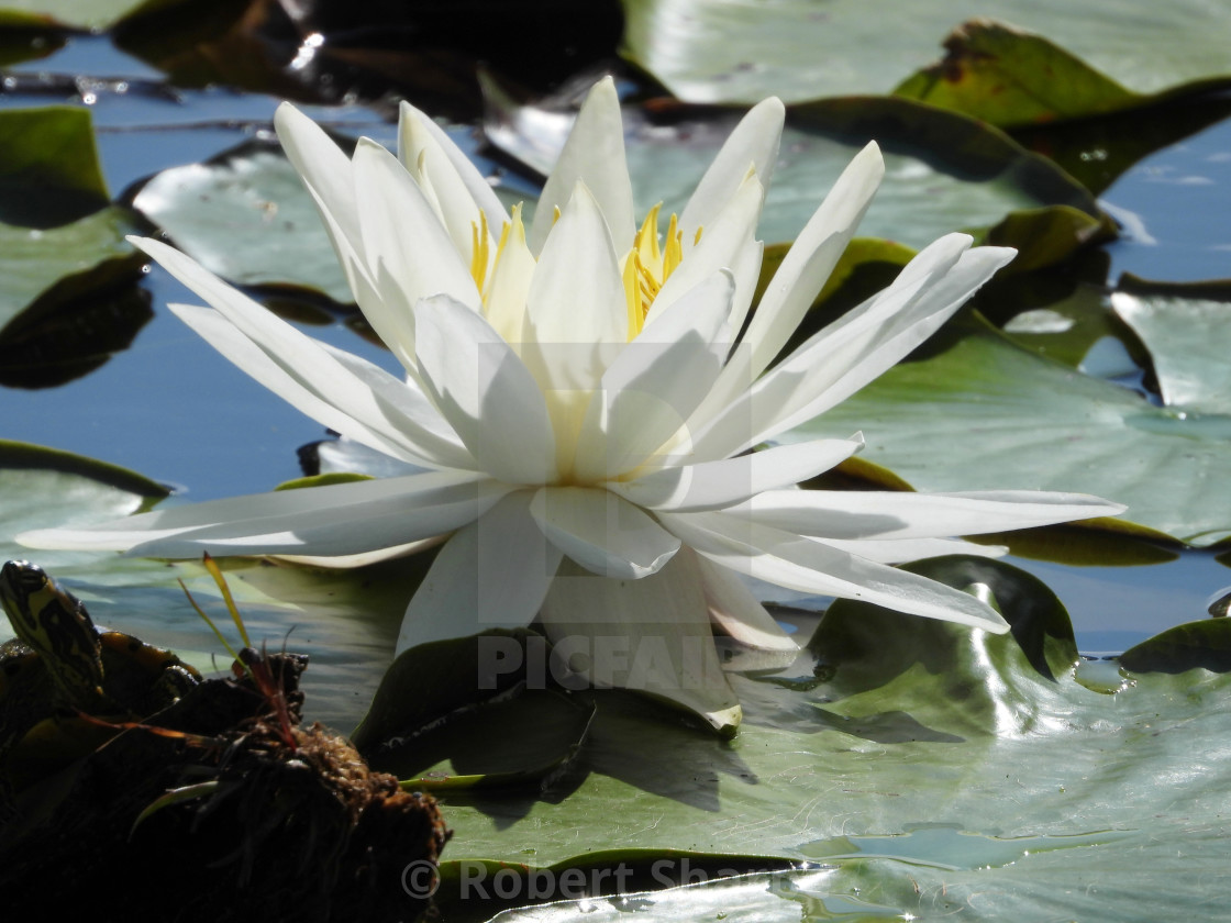 "White Waterlilies - Image 19" by Robert Sharpe - $12.44 "White Waterlilies - Image 19" stock image