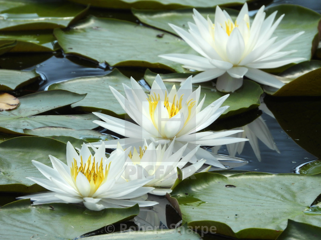 "White Waterlilies - Image 20" by Robert Sharpe - $12.44 "White Waterlilies - Image 20" stock image