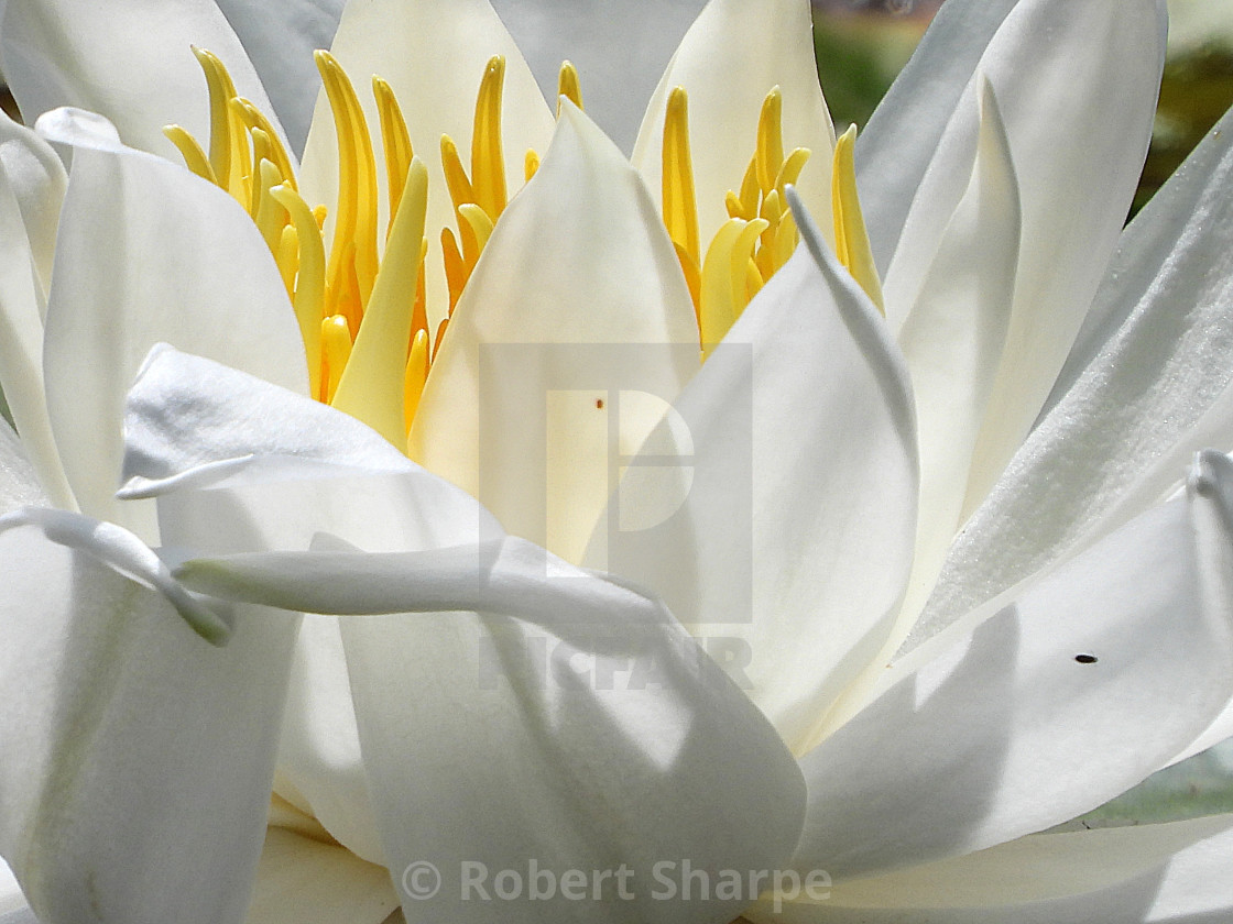 "White Waterlilies - Image 22" by Robert Sharpe - $12.43 "White Waterlilies - Image 22" stock image
