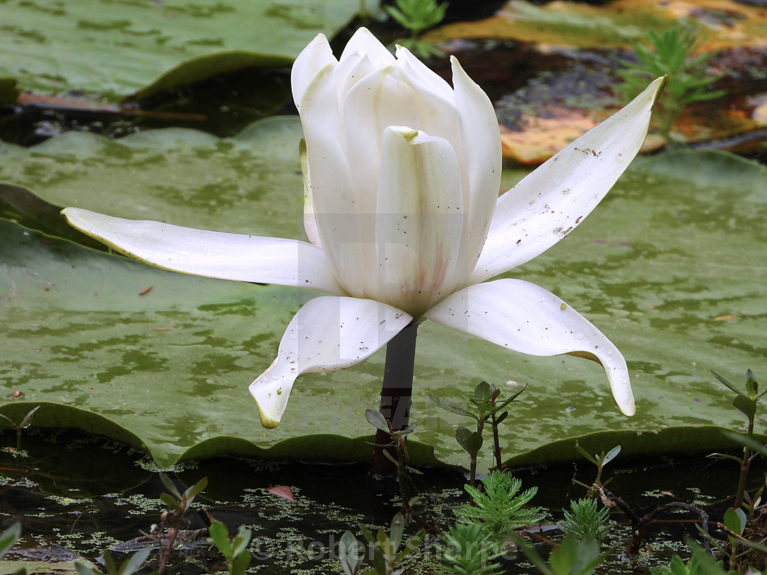 "White Waterlilies - Image 24" by Robert Sharpe - $12.43 "White Waterlilies - Image 24" stock image