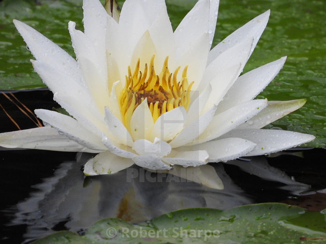 "White Waterlilies - Image 26" by Robert Sharpe - $12.44 "White Waterlilies - Image 26" stock image