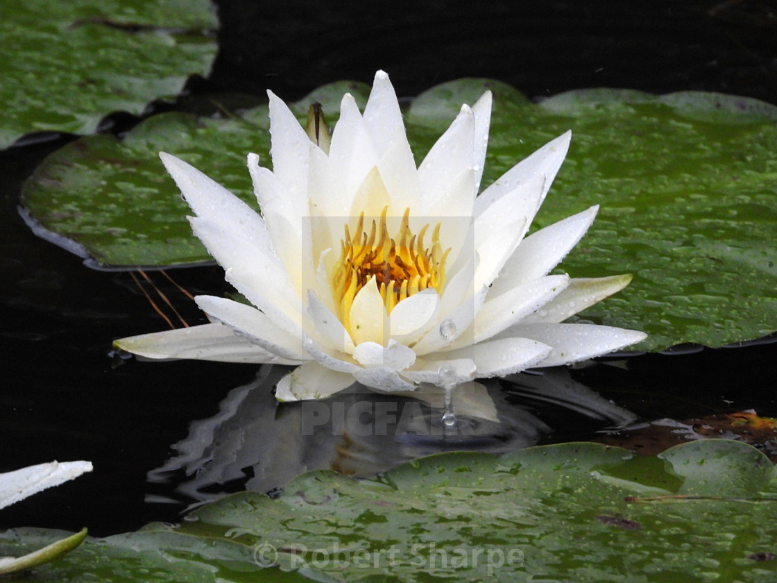 "White Waterlilies - Image 27" by Robert Sharpe - $12.44 "White Waterlilies - Image 27" stock image