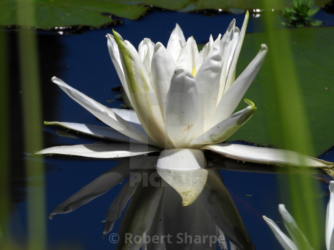 "White Waterlilies - Image 29" by Robert Sharpe - $12.42 "White Waterlilies - Image 29" stock image