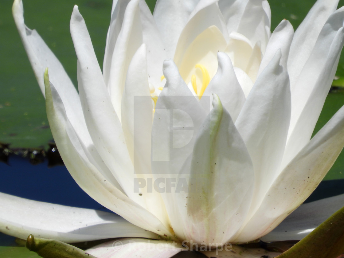 "White Waterlilies - Image 30" by Robert Sharpe - $12.43 "White Waterlilies - Image 30" stock image