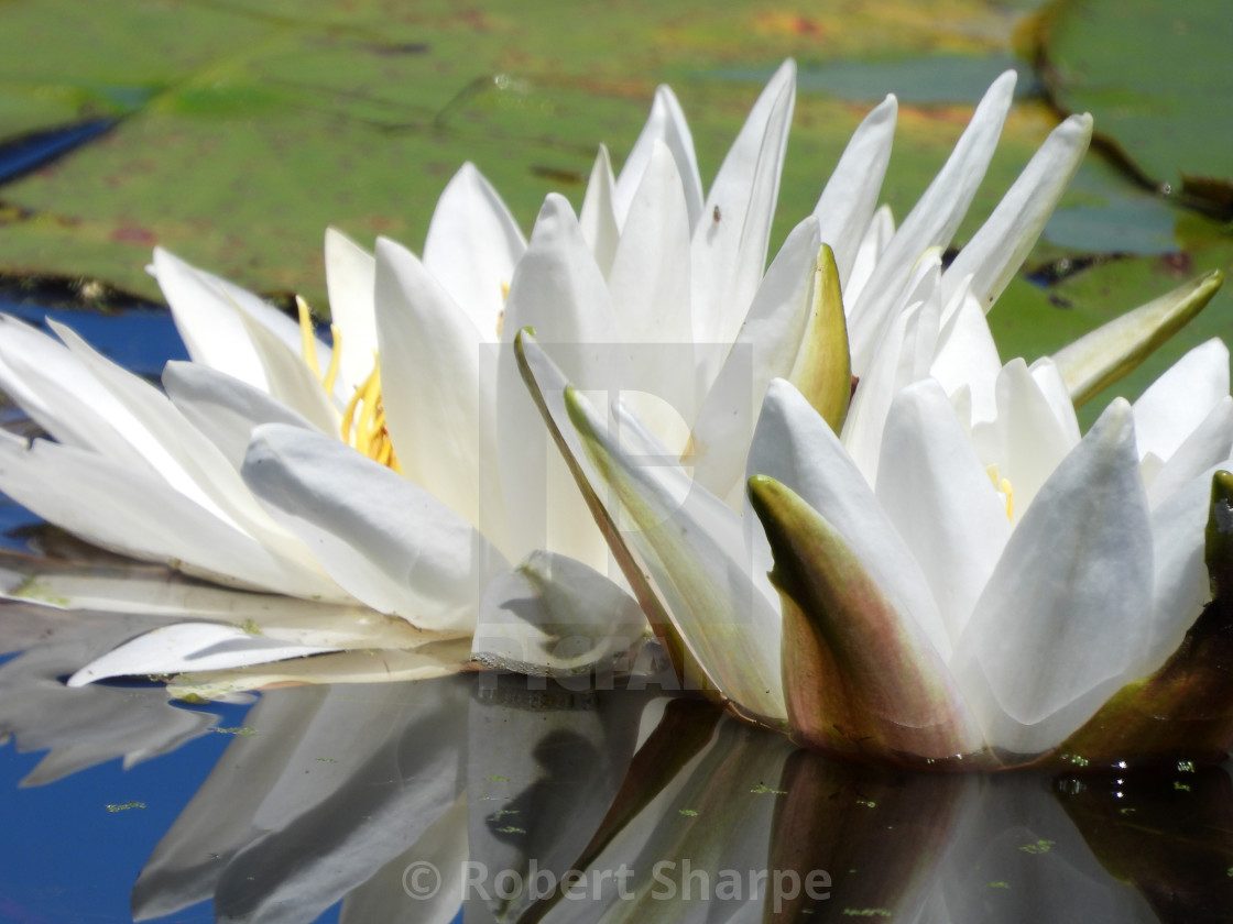"White Waterlilies - Image 31" by Robert Sharpe - $12.42 "White Waterlilies - Image 31" stock image