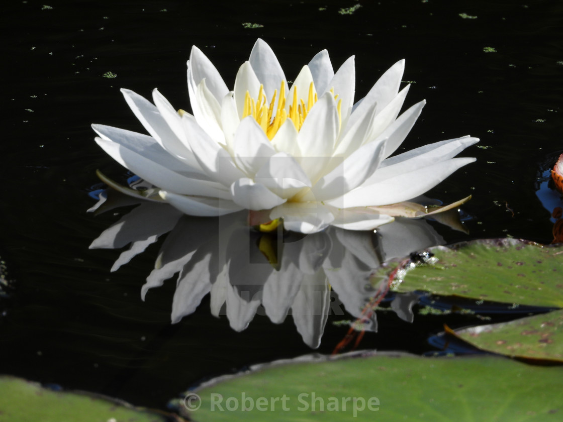 "White Waterlilies - Image 32" by Robert Sharpe - $12.43 "White Waterlilies - Image 32" stock image