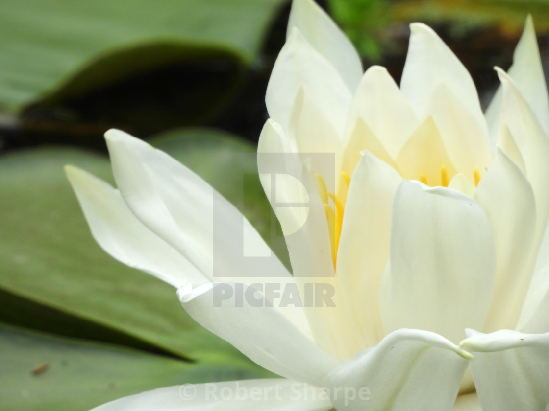 "White Waterlilies - Image 33" by Robert Sharpe - $12.42 "White Waterlilies - Image 33" stock image