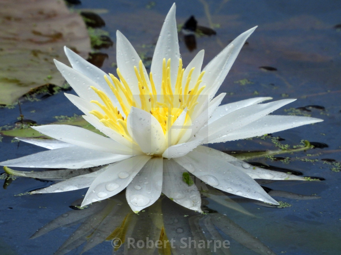 "White Waterlilies - Image 36" by Robert Sharpe - $12.34 "White Waterlilies - Image 36" stock image