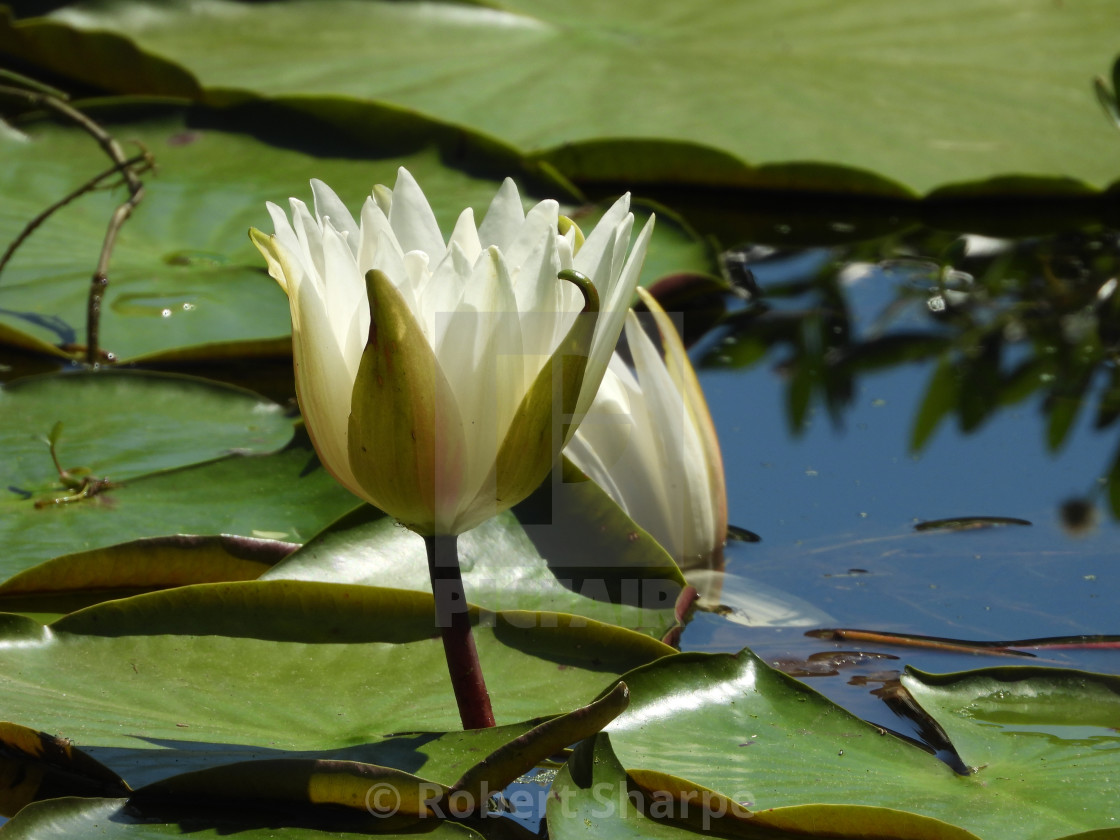 "White Waterlilies - Image 38" by Robert Sharpe - $12.43 "White Waterlilies - Image 38" stock image