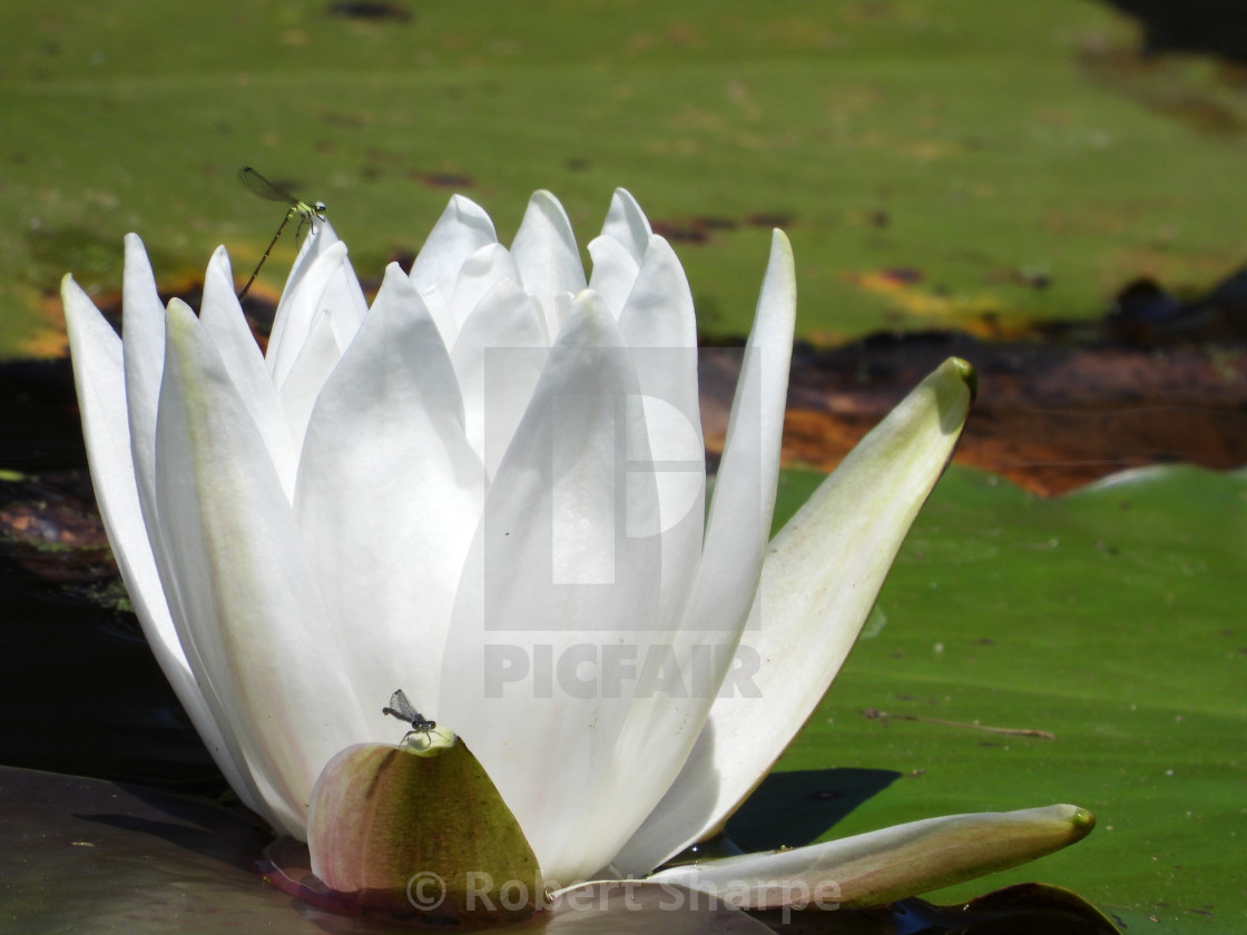 "White Waterlilies - Image 39" by Robert Sharpe - $12.43 "White Waterlilies - Image 39" stock image