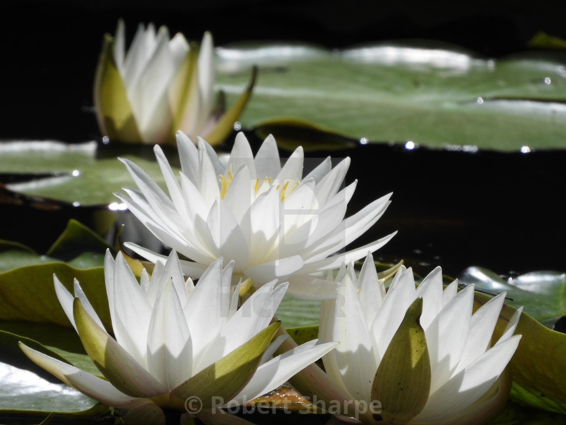 "White Waterlilies - Image 42" by Robert Sharpe - $12.43 "White Waterlilies - Image 42" stock image