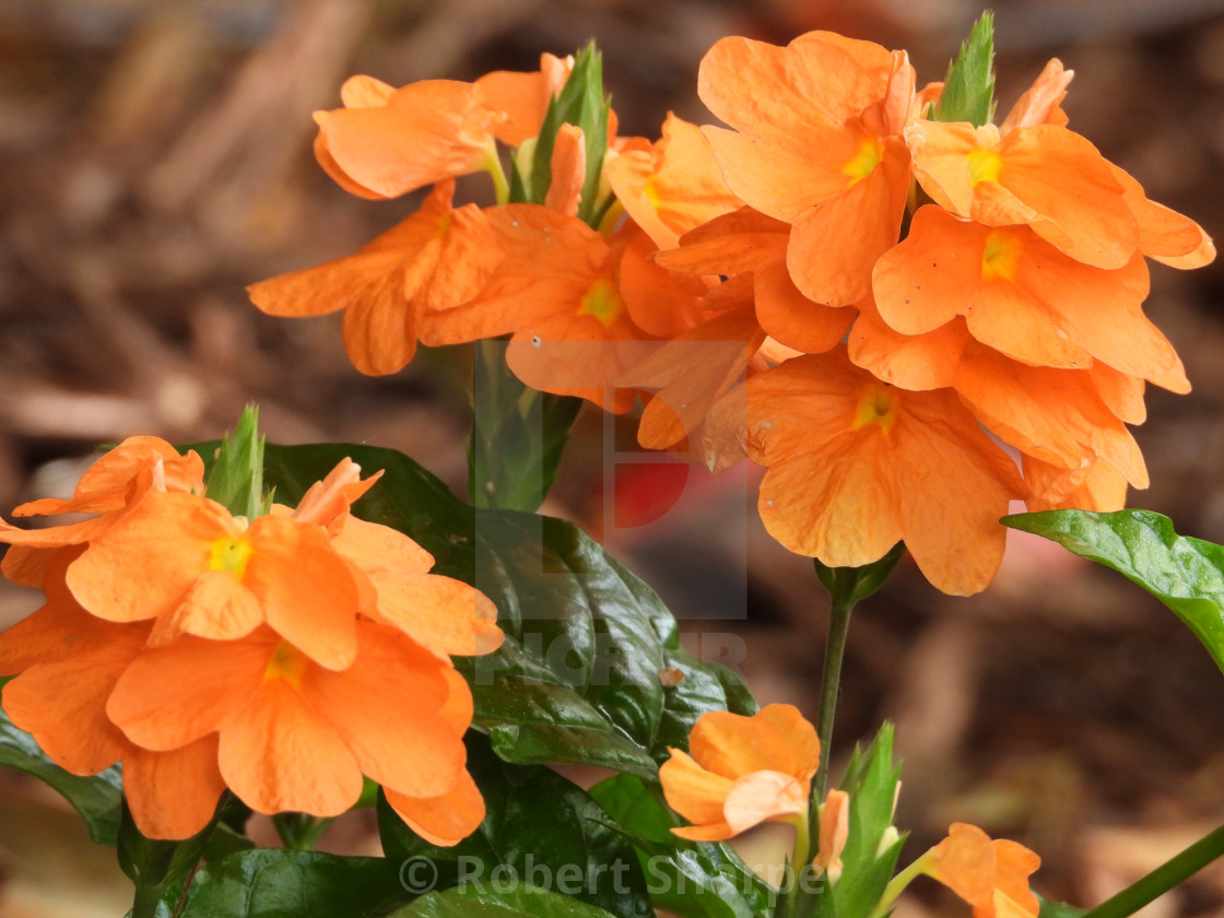 "The Firecracker Flower" by Robert Sharpe - $12.42 "The Firecracker Flower" stock image