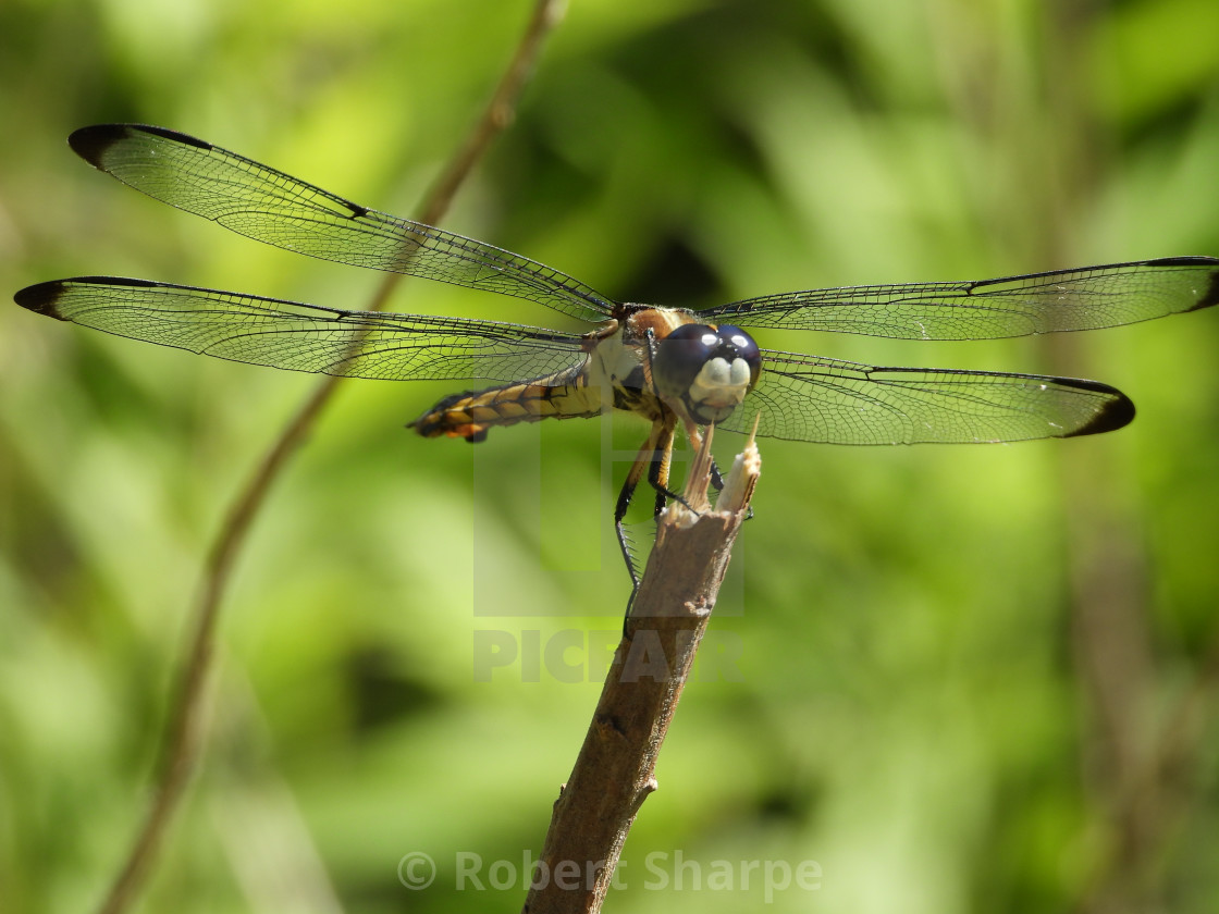 "Dragonfly atop" by Robert Sharpe - $12.42 "Dragonfly atop" stock image