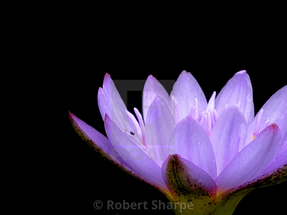 "Silhouette Series - Purple Waterlily" by Robert Sharpe - $12.44 "Silhouette Series - Purple Waterlily" stock image