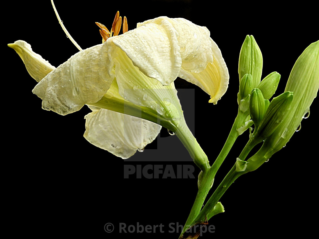 "Silhouette Series - Rain-kissed Yellow Lily Profile" by Robert Sharpe - $12.42 "Silhouette Series - Rain-kissed Yellow Lily Profile" stock image
