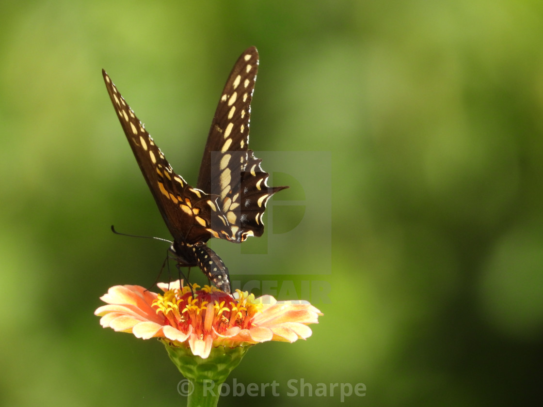 "Swallowtail Butterfly - graceful stance" by Robert Sharpe - $12.43 "Swallowtail Butterfly - graceful stance" stock image