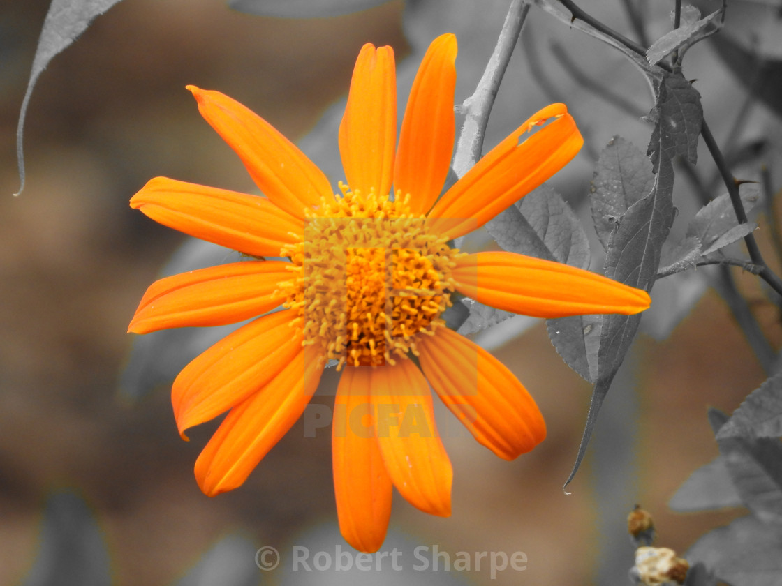 "Tree Marigold, Splash of Color" by Robert Sharpe - $12.44 "Tree Marigold, Splash of Color" stock image