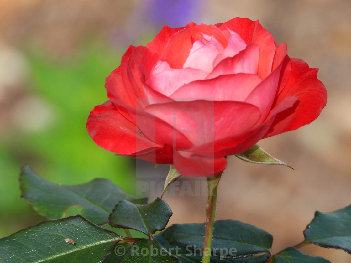 "Single Wild Red Rose" stock image