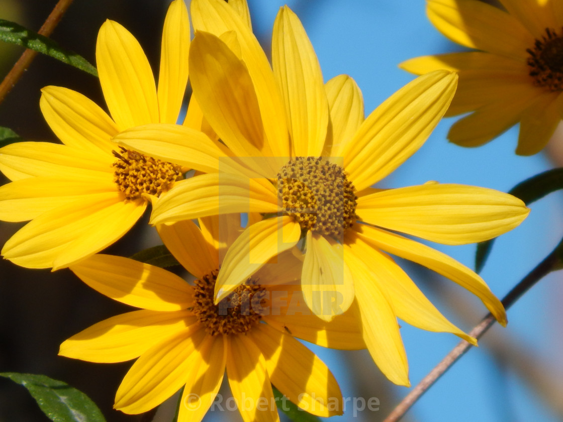 "Yellow Daisies with Blue Sky" by Robert Sharpe - $12.42 "Yellow Daisies with Blue Sky" stock image