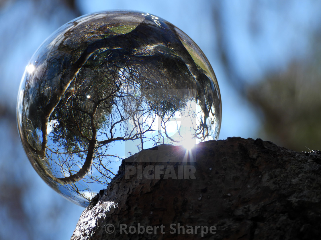 "Crystal Ball on White Mulberry Tree" by Robert Sharpe - $12.42 "Crystal Ball on White Mulberry Tree" stock image