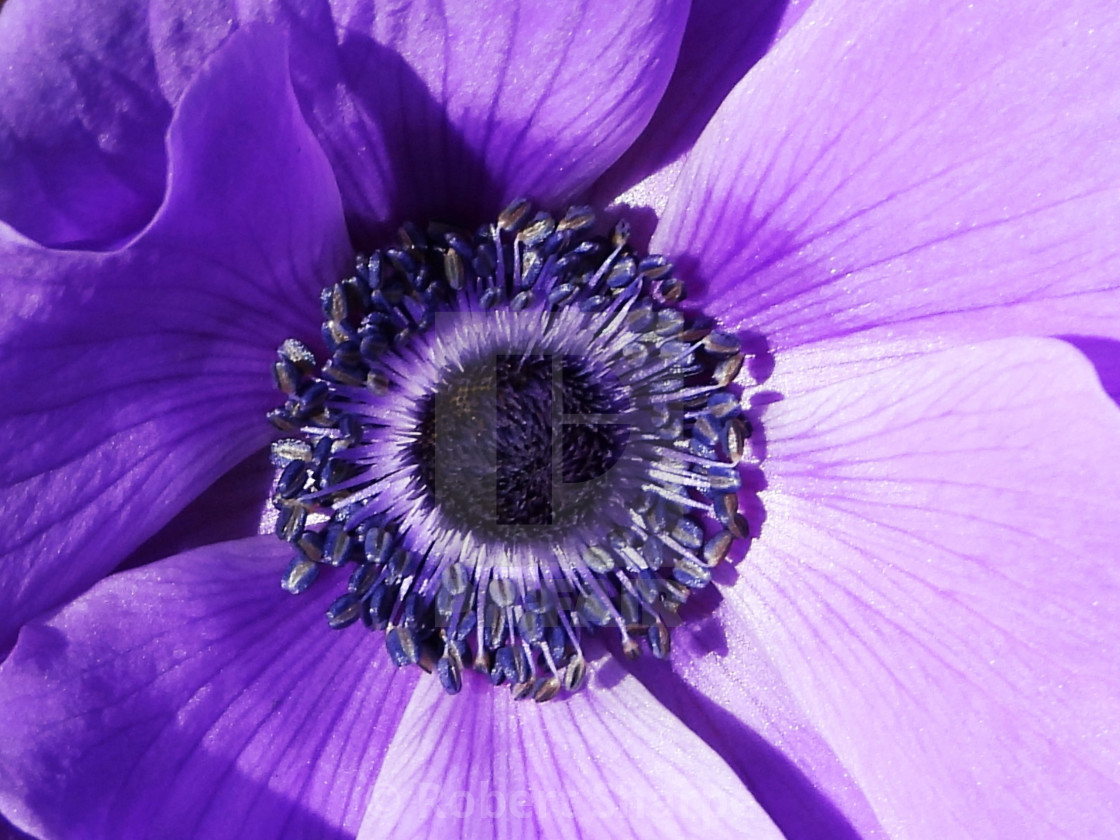 "Purple Anemone II" by Robert Sharpe - $12.44 "Purple Anemone II" stock image