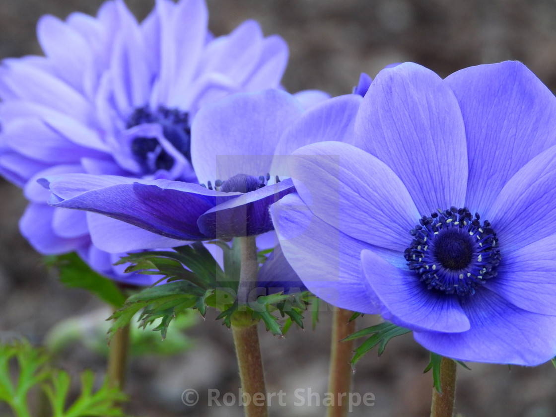 "Purple Anemone IV" by Robert Sharpe - $12.42 "Purple Anemone IV" stock image