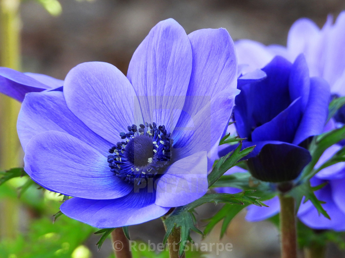 "Purple Anemone Series V" by Robert Sharpe - $12.42 "Purple Anemone Series V" stock image
