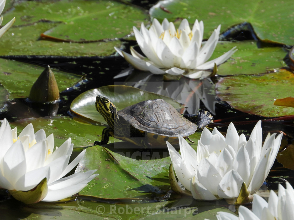 "Baby Turtle among Waterlilies - 2" by Robert Sharpe - $12.43 "Baby Turtle among Waterlilies - 2" stock image