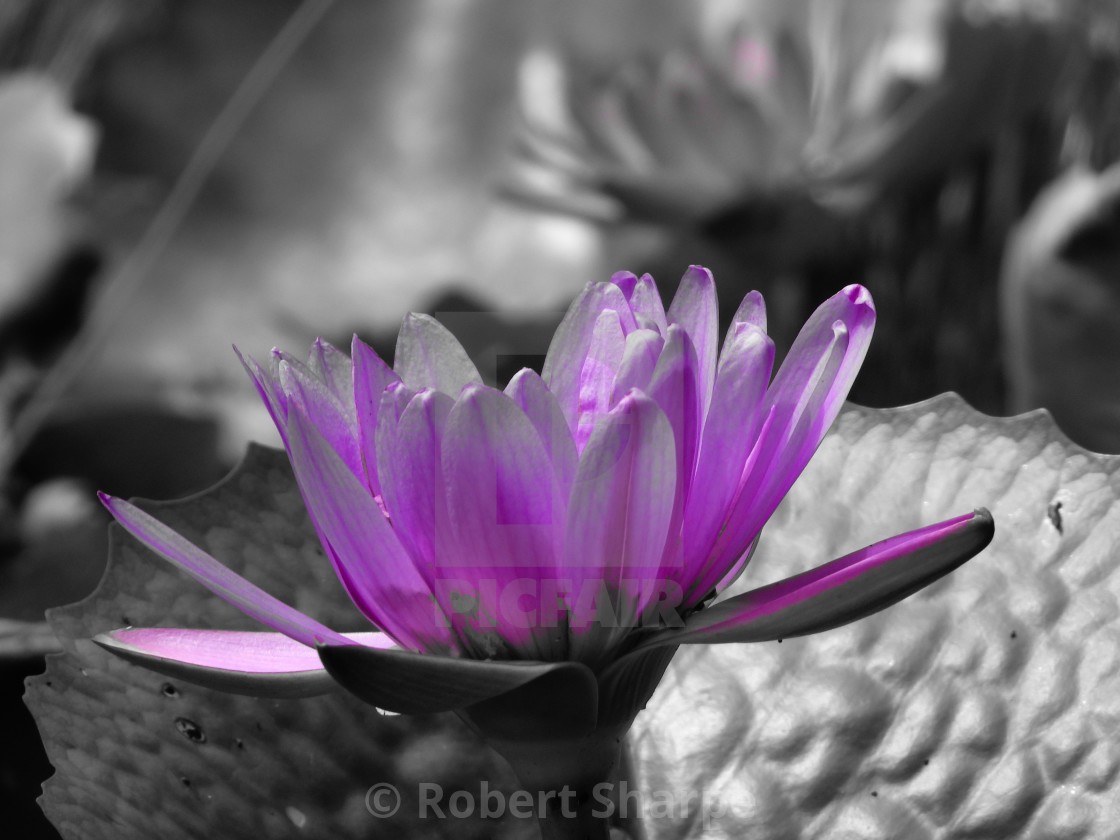 "Splash of Color, Purple Lotus Flower" by Robert Sharpe - $12.43 "Splash of Color, Purple Lotus Flower" stock image