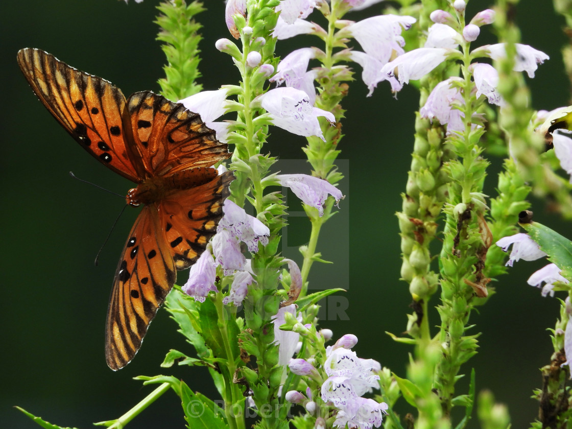 "Gulf Fritillary on its side" by Robert Sharpe - $12.44 "Gulf Fritillary on its side" stock image