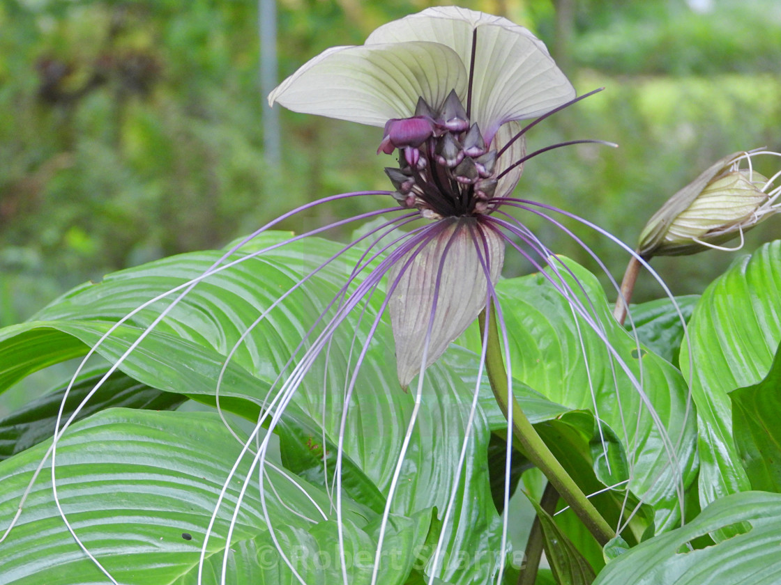 "The White Batflower" by Robert Sharpe - $12.42 "The White Batflower" stock image