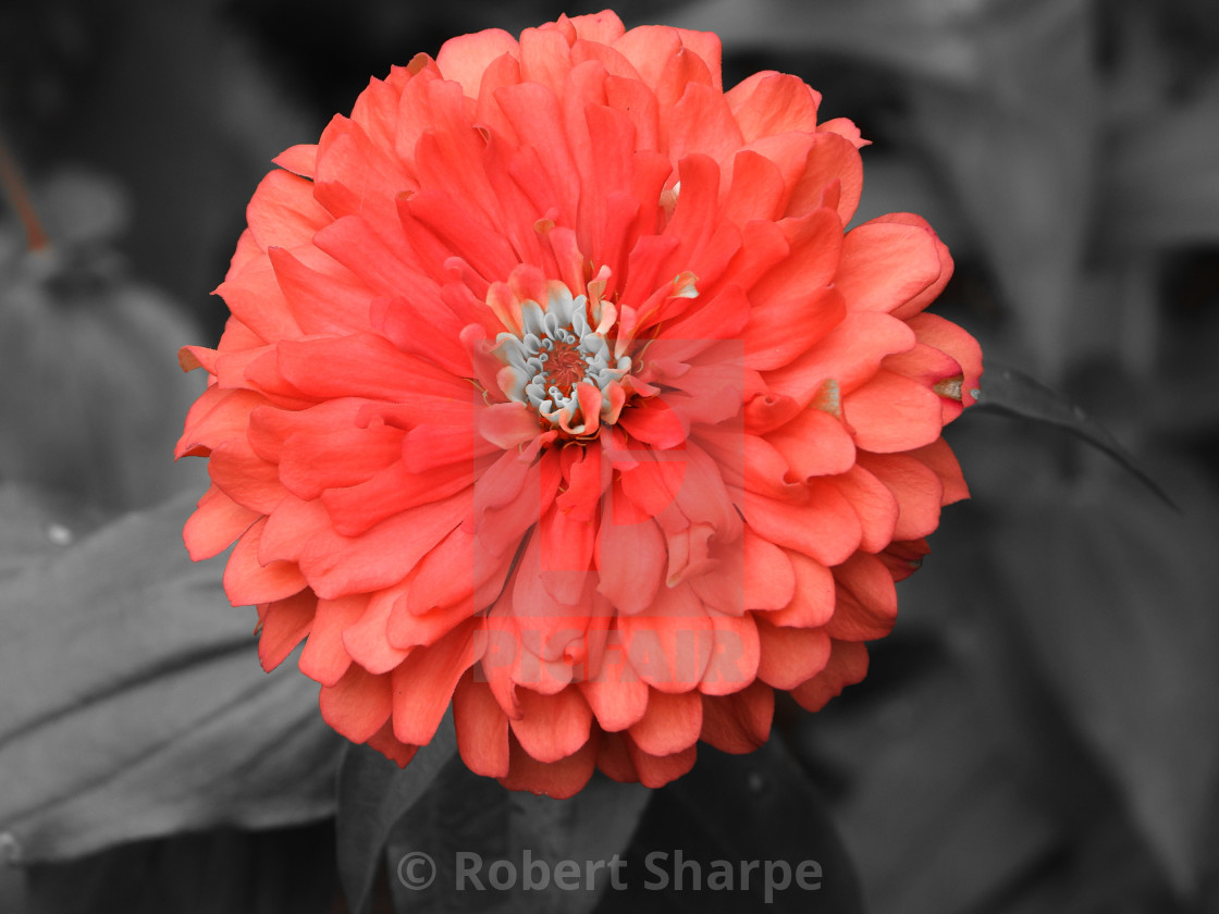 "Splash of Color - Orange Zinnia" by Robert Sharpe - $12.44 "Splash of Color - Orange Zinnia" stock image