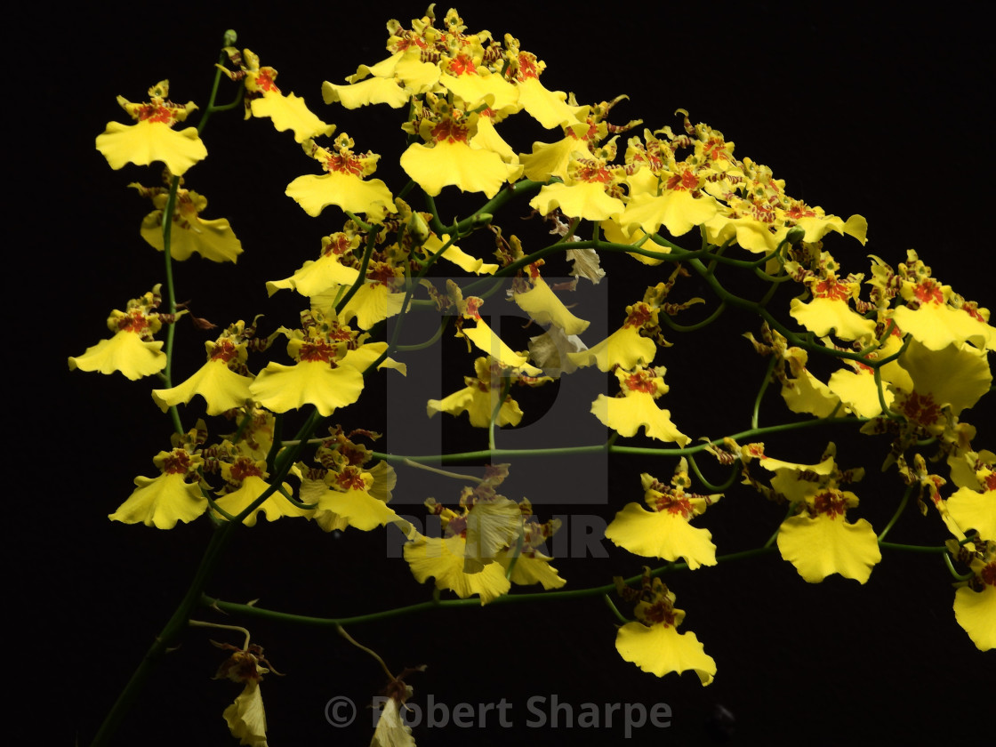 "Dancing Doll Orchid silhouette" by Robert Sharpe - $12.43 "Dancing Doll Orchid silhouette" stock image