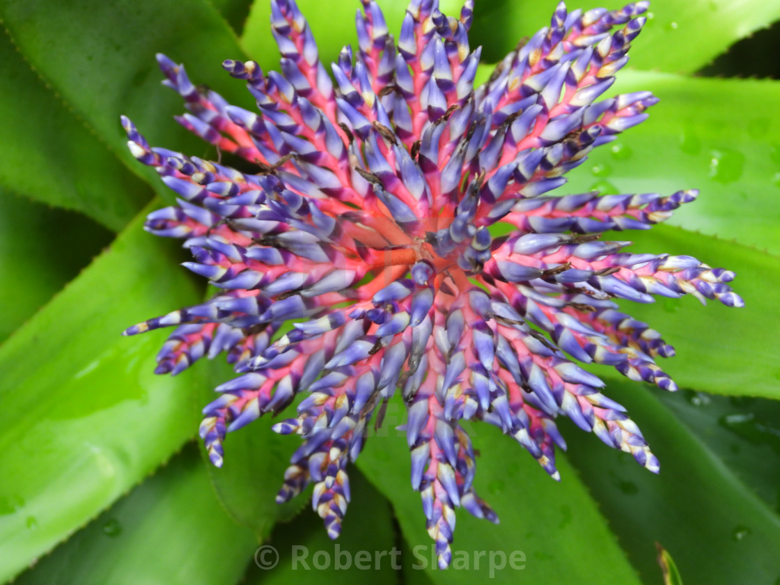 "Aechmea 'Del Mar' flower" by Robert Sharpe - $12.43 "Aechmea 'Del Mar' flower" stock image