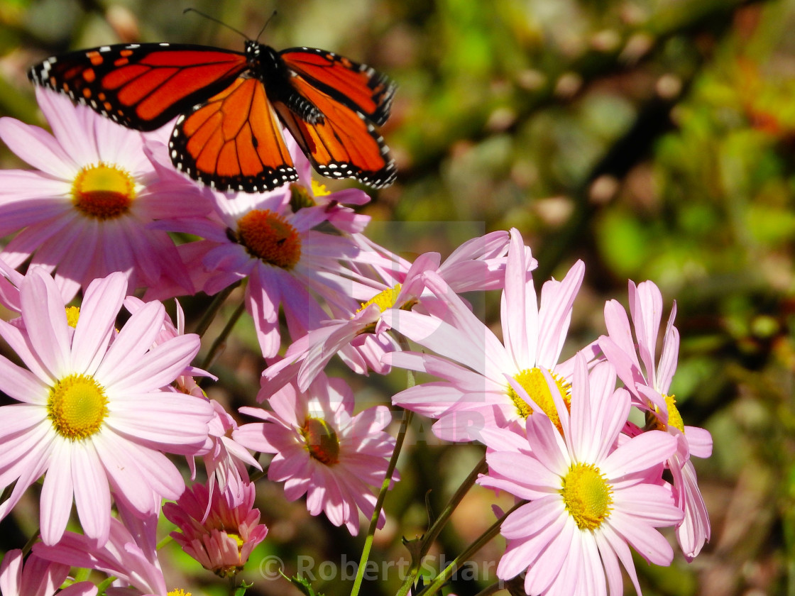 "Butterfly Shadows series 2 of 3" by Robert Sharpe - $12.43 "Butterfly Shadows series 2 of 3" stock image
