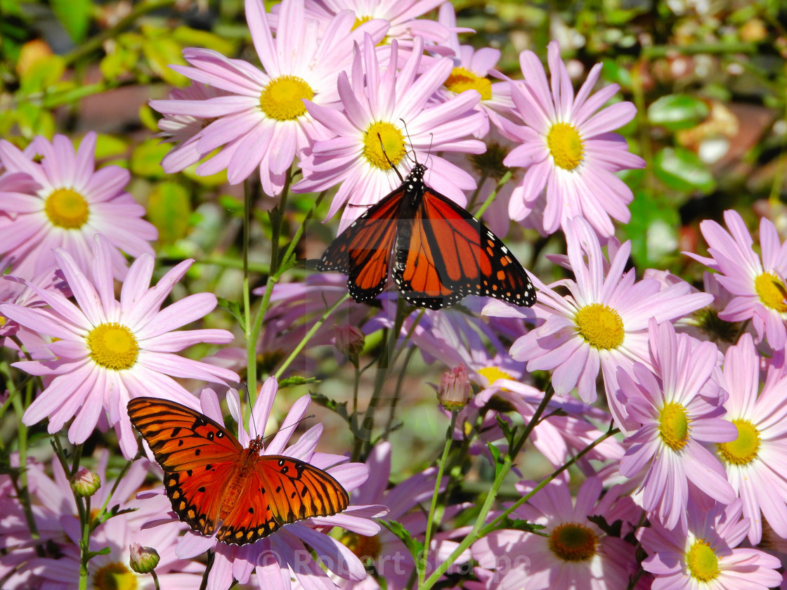 "Butterfly Shadows series 3 of 3" by Robert Sharpe - $12.43 "Butterfly Shadows series 3 of 3" stock image