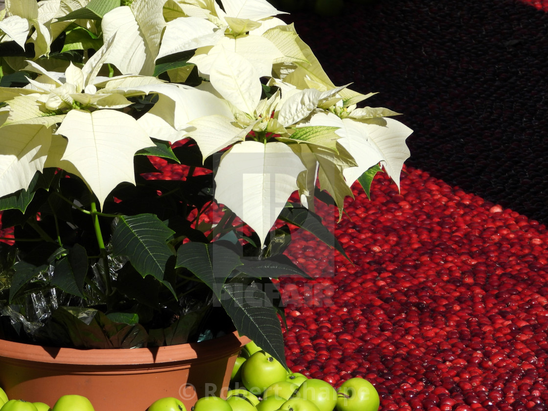 "Holiday Poinsettia with Cranberries" by Robert Sharpe - $12.43 "Holiday Poinsettia with Cranberries" stock image