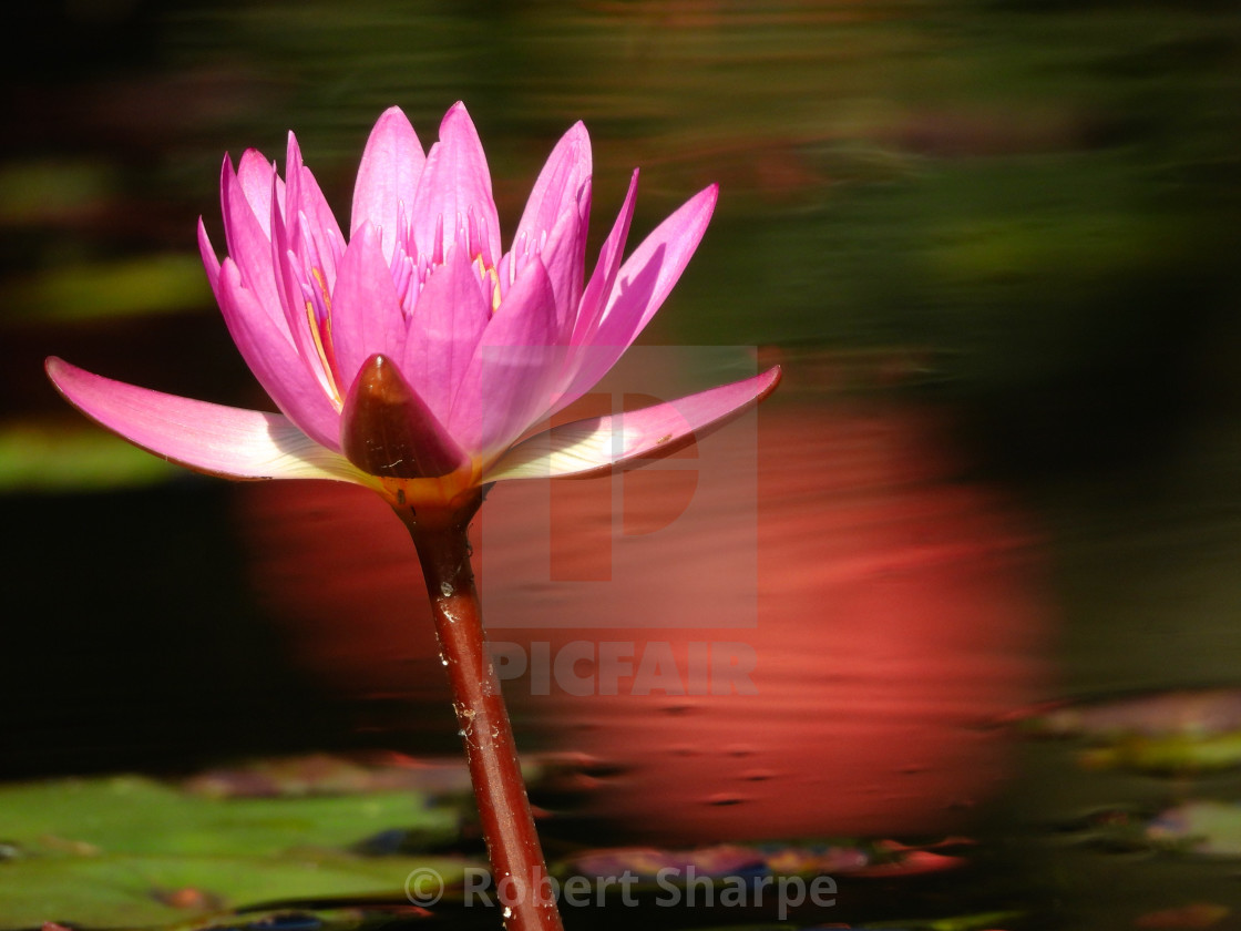 "Magenta Waterlily with Reflection" by Robert Sharpe - $12.43 "Magenta Waterlily with Reflection" stock image